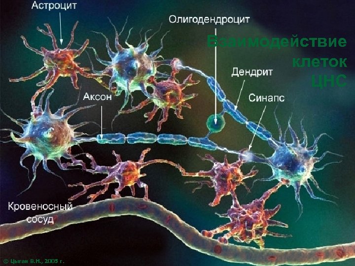 Взаимодействие клеток ЦНС © Цыган В. Н. , 2005 г. 