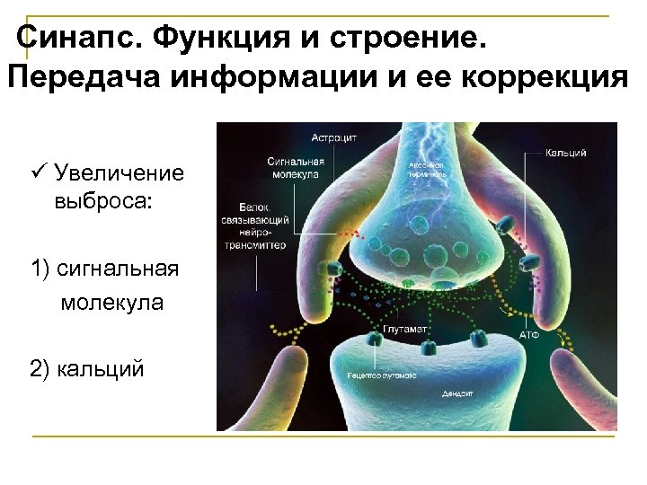  Синапс. Функция и строение. Передача информации и ее коррекция ü Увеличение выброса: 1)