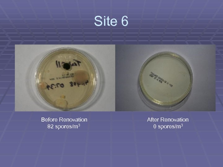 Site 6 Before Renovation 82 spores/m 3 After Renovation 0 spores/m 3 