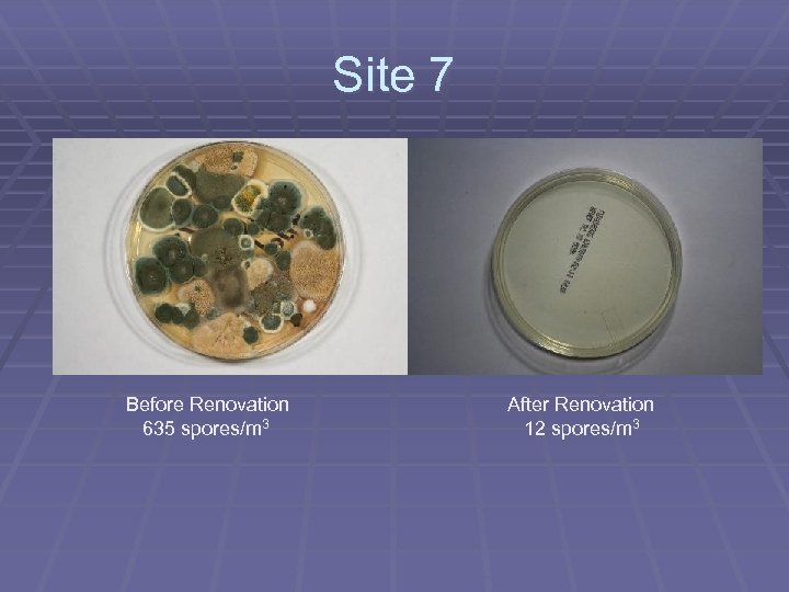 Site 7 Before Renovation 635 spores/m 3 After Renovation 12 spores/m 3 