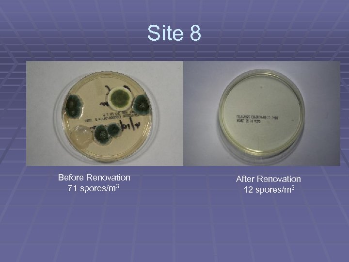 Site 8 Before Renovation 71 spores/m 3 After Renovation 12 spores/m 3 