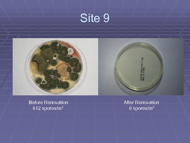 Site 9 Before Renovation 612 spores/m 3 After Renovation 0 spores/m 3 