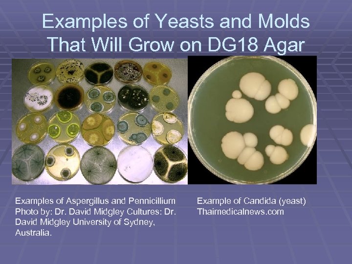 Examples of Yeasts and Molds That Will Grow on DG 18 Agar Examples of
