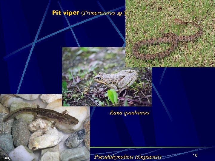 Pit viper (Trimeresurus sp. ) Rana quadranus Tang J. Pseudohynobius tsinpaensis 10 
