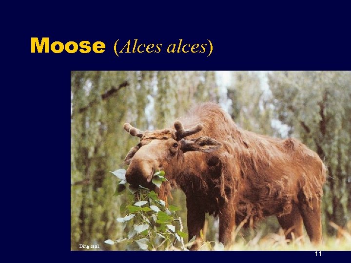 Moose (Alces alces) Ding et al. 11 