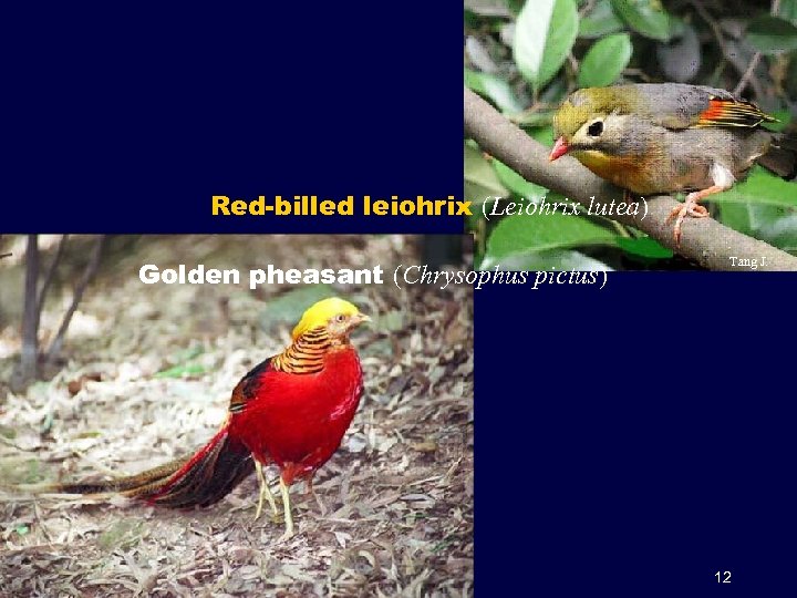 Red-billed leiohrix (Leiohrix lutea) Golden pheasant (Chrysophus pictus) Tang J. 12 
