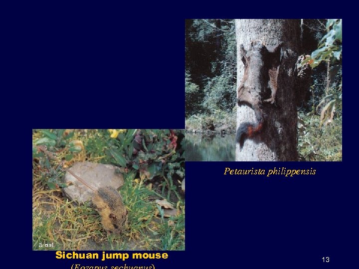 Petaurista philippensis Ji et al. Sichuan jump mouse 13 