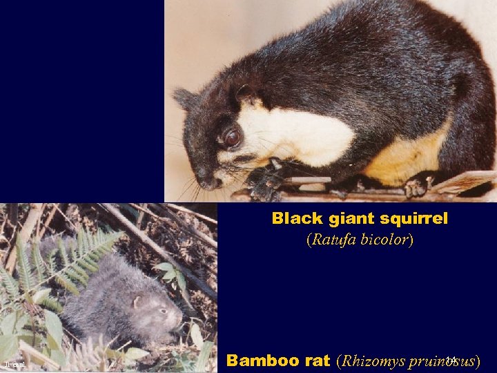 Black giant squirrel (Ratufa bicolor) Ji et al. 14 Bamboo rat (Rhizomys pruinosus) 