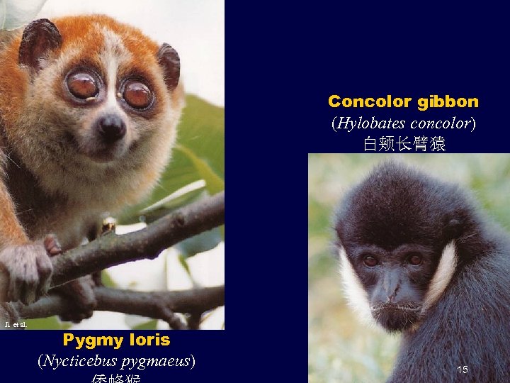 Concolor gibbon (Hylobates concolor) 白颊长臂猿 Ji et al. Pygmy loris (Nycticebus pygmaeus) 15 