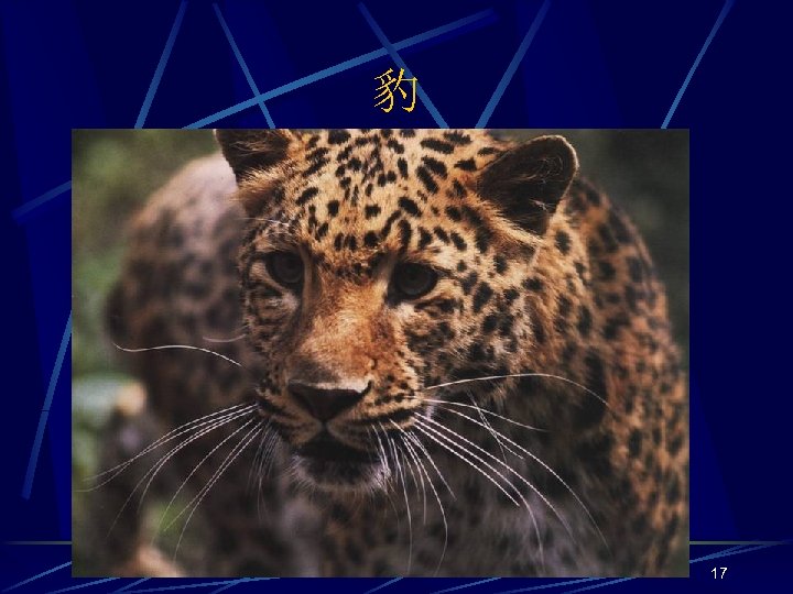 豹 17 