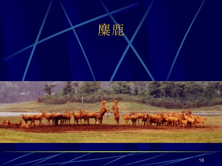 麋鹿 18 