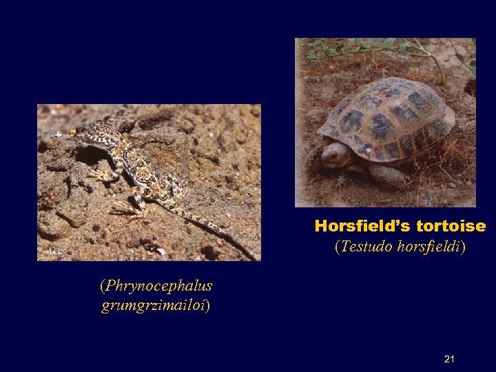 Horsfield’s tortoise (Testudo horsfieldi) Li D. (Phrynocephalus grumgrzimailoi) 21 