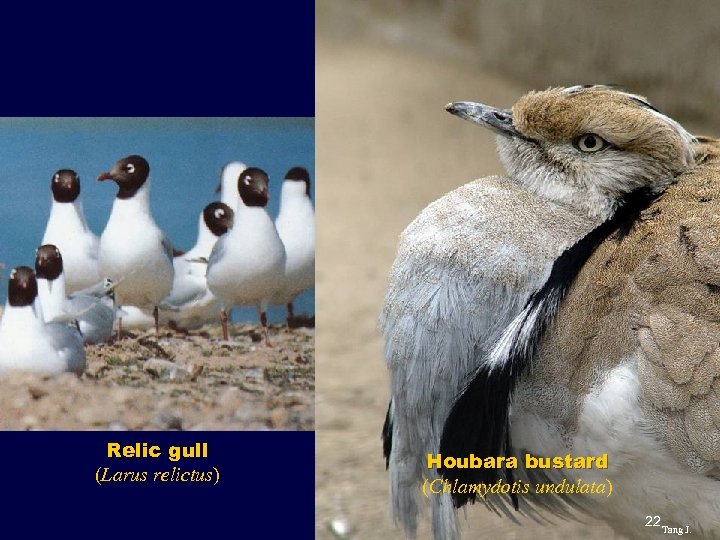 Relic gull (Larus relictus) Houbara bustard (Chlamydotis undulata) 22 Tang J. 