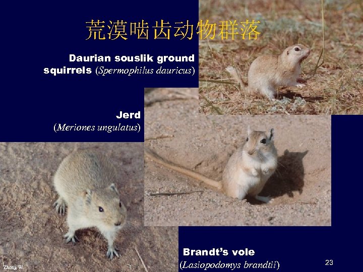 荒漠啮齿动物群落 Daurian souslik ground squirrels (Spermophilus dauricus) Jerd (Meriones ungulatus) Zhong W. Brandt’s vole