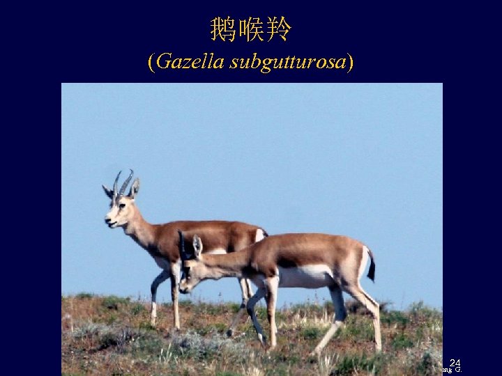 鹅喉羚 (Gazella subgutturosa) 24 Feng G. 