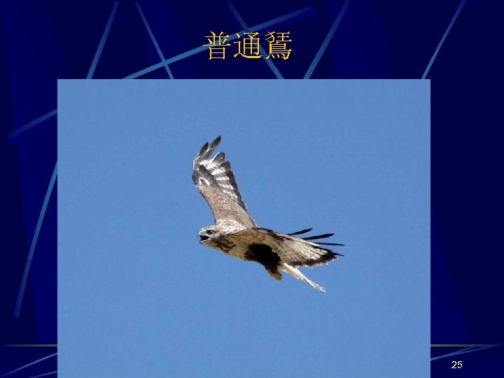 普通鵟 25 