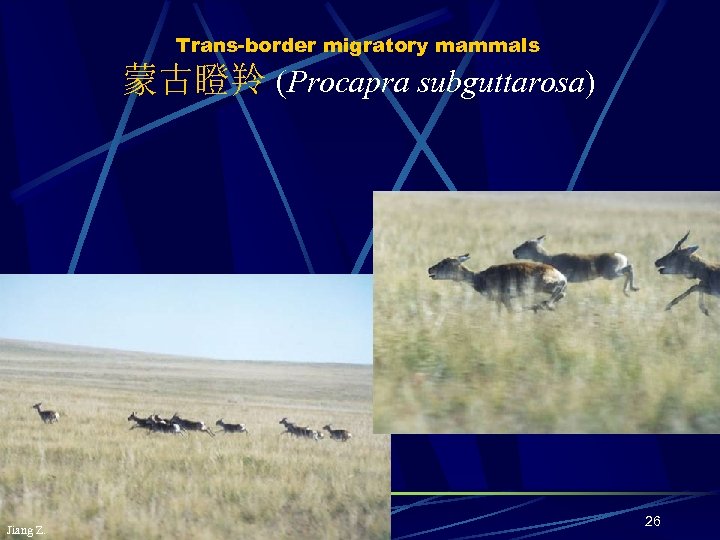 Trans-border migratory mammals 蒙古瞪羚 (Procapra subguttarosa) Jiang Z. 26 