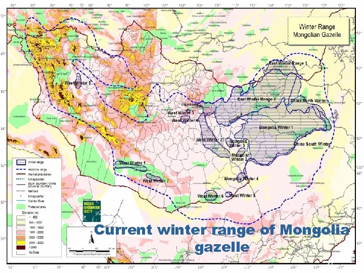 Current winter range of Mongolia gazelle 27 