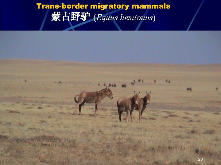 Trans-border migratory mammals 蒙古野驴 (Equus hemionus) Bi J. 28 