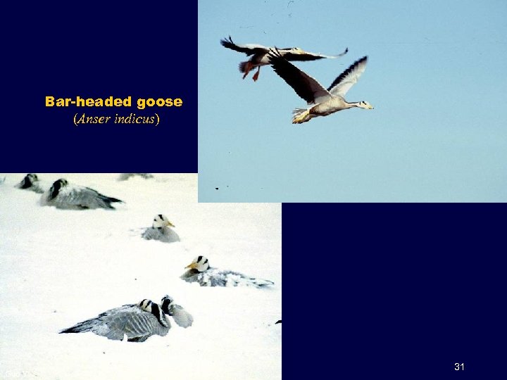 Bar-headed goose (Anser indicus) Guo Y. 31 