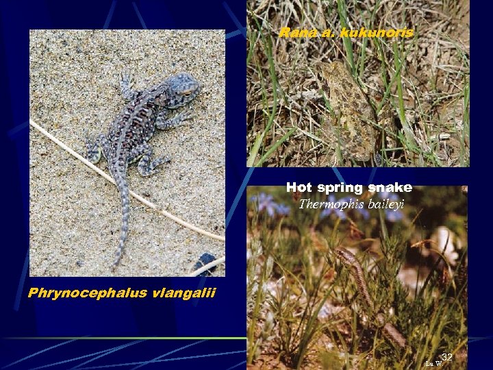 Rana a. kukunoris Hot spring snake Thermophis baileyi Phrynocephalus vlangalii 32 Lu W. 