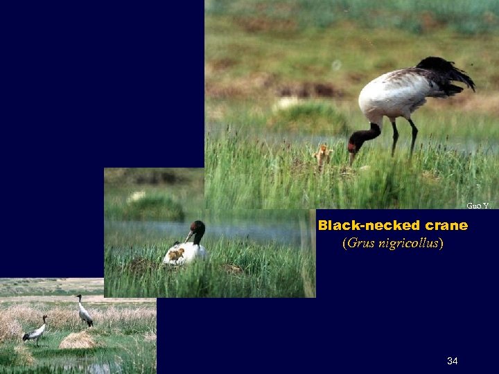 Guo Y. Black-necked crane (Grus nigricollus) 34 