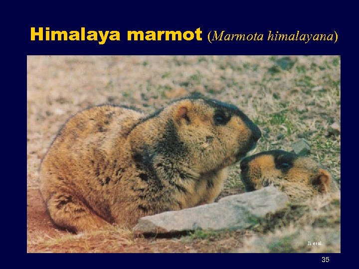 Himalaya marmot (Marmota himalayana) Ji et al. 35 