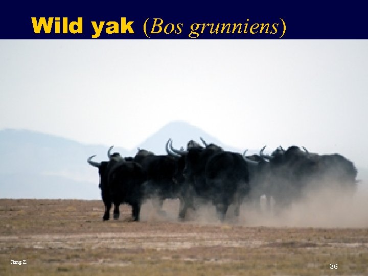 Wild yak (Bos grunniens) Jiang Z. 36 