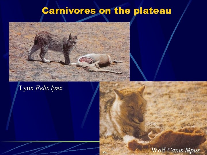 Carnivores on the plateau Lynx Felis lynx Abu 37 Wolf Canis lupus 