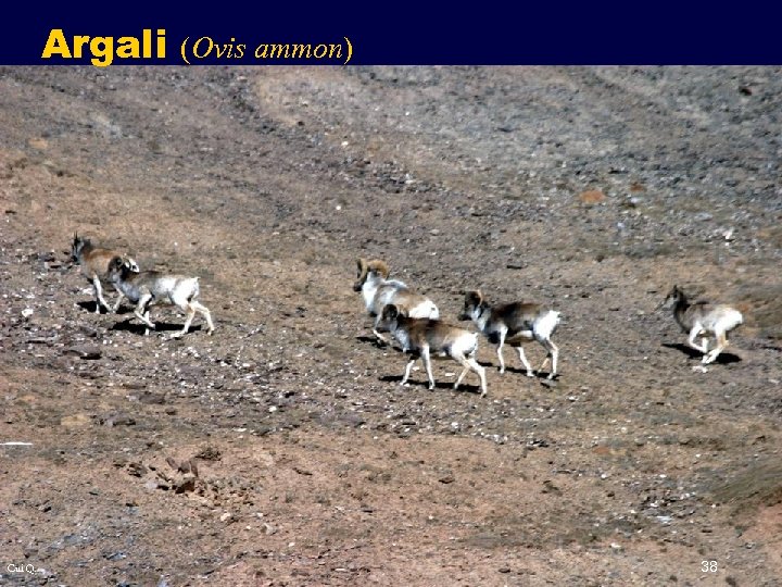Argali Cui Q. (Ovis ammon) 38 