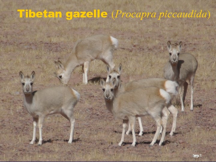 Tibetan gazelle (Procapra piccaudida) Jiang Z. 40 