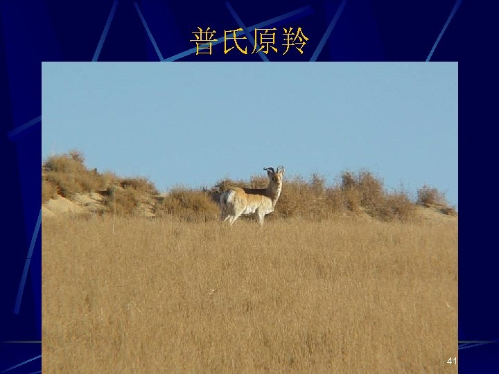 普氏原羚 41 