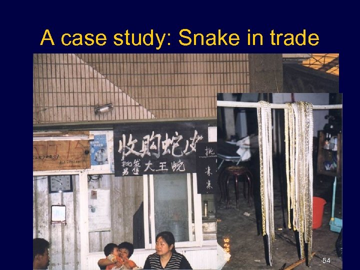 A case study: Snake in trade 54 