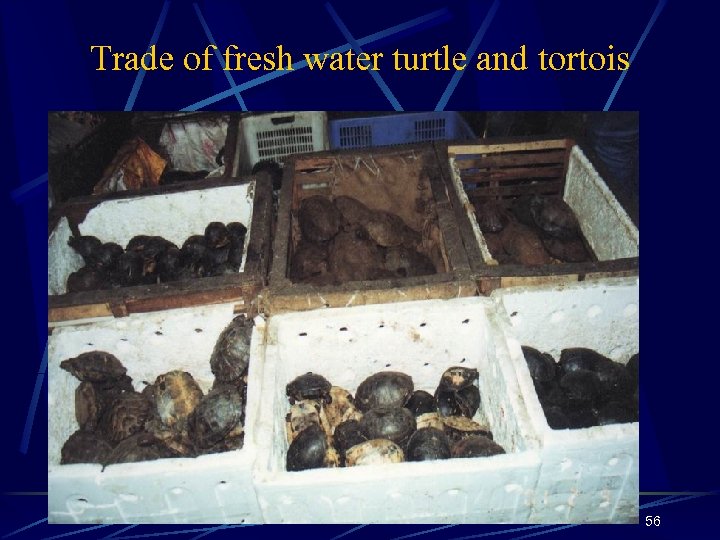 Trade of fresh water turtle and tortois 56 