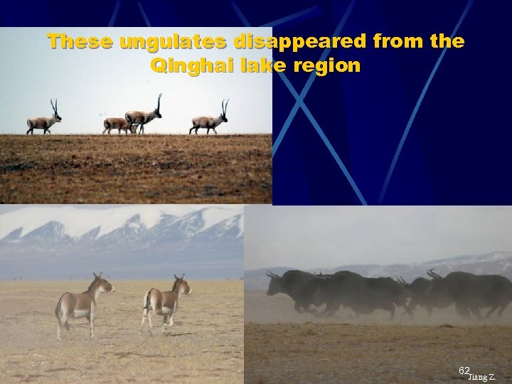 These ungulates disappeared from the Qinghai lake region 62 Jiang Z. 