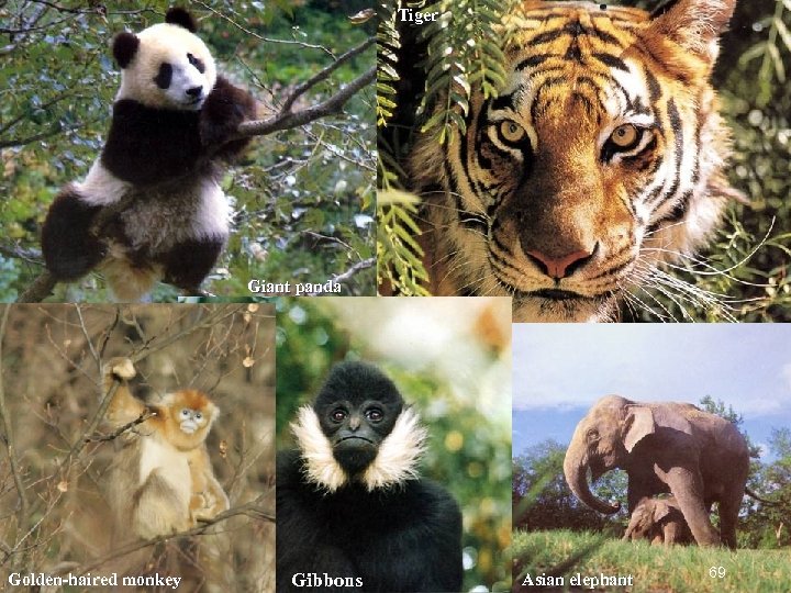 Tiger Giant panda Golden-haired monkey Gibbons Asian elephant 69 