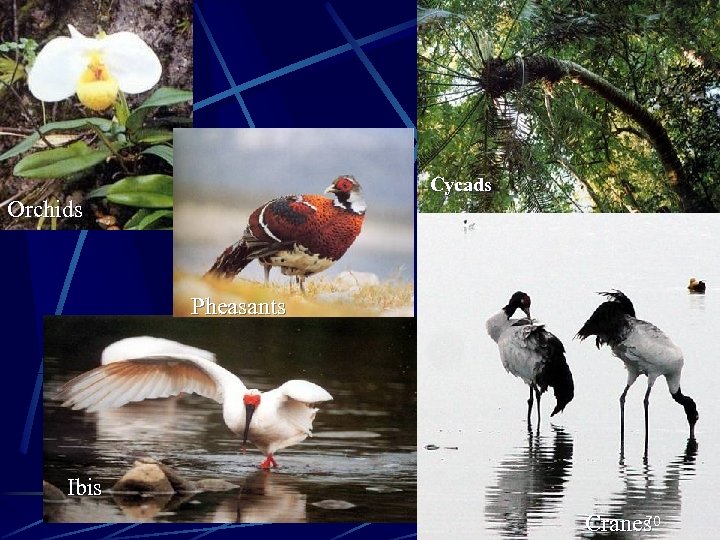 Cycads Orchids Pheasants Ibis 70 Cranes 