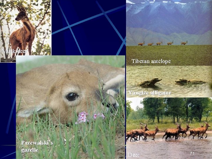 Musk deer Tibetan antelope Yangtze alligator Przewalski’s gazelle Deer 71 