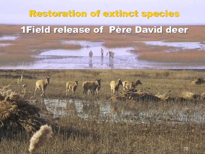 Releasing Restoration of extinct species 1 Field Trial of Père David deer release 72
