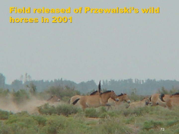 Field released of Przewalski’s wild horses in 2001 73 