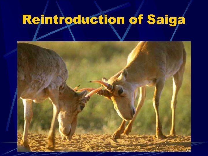 Reintroduction of Saiga 74 