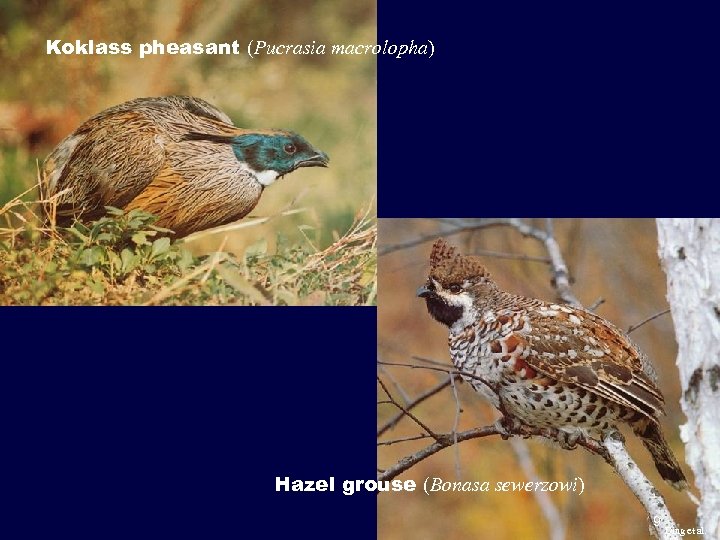 Koklass pheasant (Pucrasia macrolopha) Hazel grouse (Bonasa sewerzowi) 9 Ding et al. 