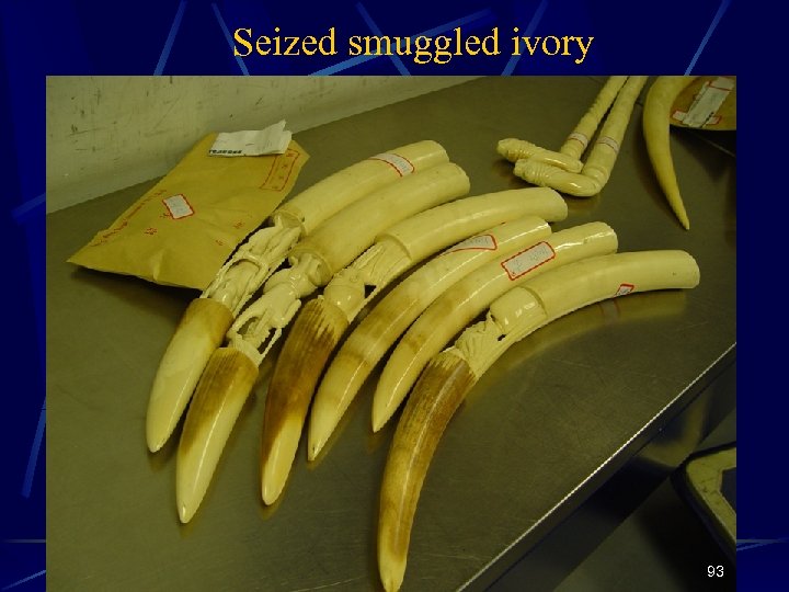 Seized smuggled ivory 93 