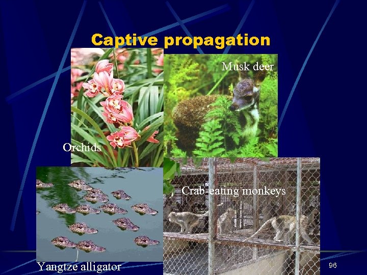Captive propagation Musk deer Orchids Crab-eating monkeys Yangtze alligator 96 