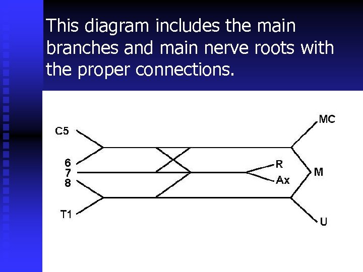 This diagram includes the main branches and main nerve roots with the proper connections.