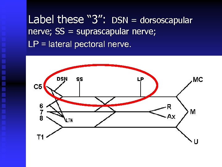 Label these “ 3”: DSN = dorsoscapular nerve; SS = suprascapular nerve; LP =