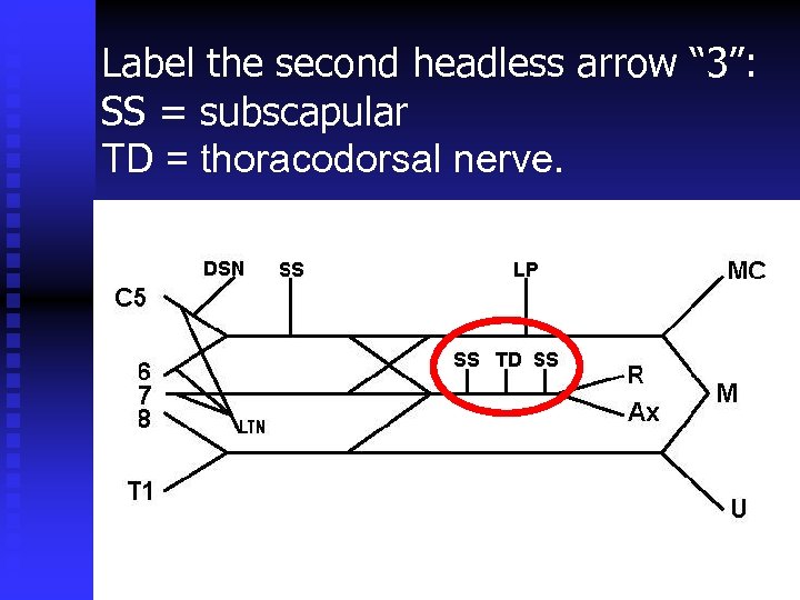 Label the second headless arrow “ 3”: SS = subscapular TD = thoracodorsal nerve.