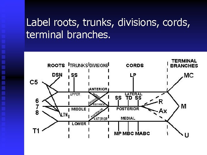 Label roots, trunks, divisions, cords, terminal branches. 