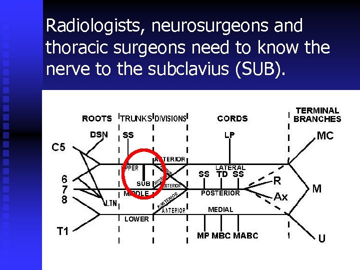 Radiologists, neurosurgeons and thoracic surgeons need to know the nerve to the subclavius (SUB).