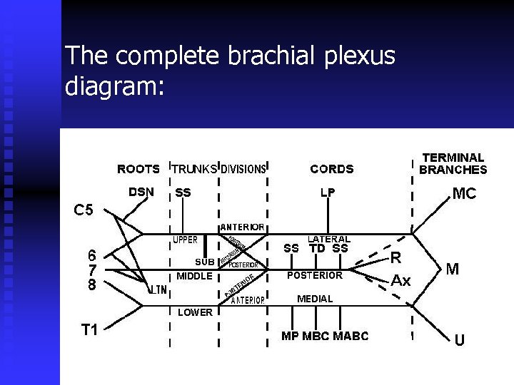 The complete brachial plexus diagram: 